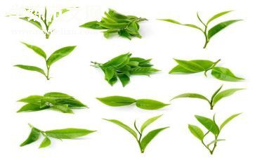 茶的分类教案7篇