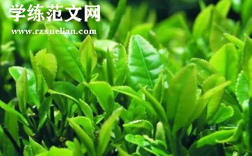 茶的分类教案优质5篇