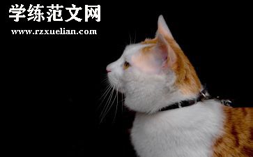 初中《猫》教案通用5篇