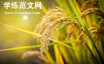 粮食类调研报告范文6篇