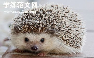 幼儿小刺猬教案5篇