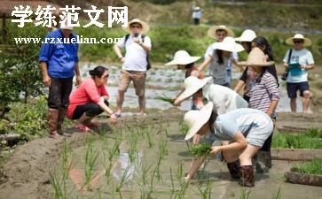 学插秧作文600字5篇