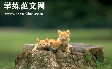 一只小猫的读后感7篇