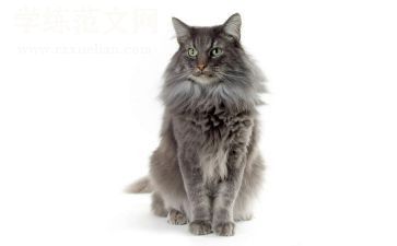 猫一课读后感7篇