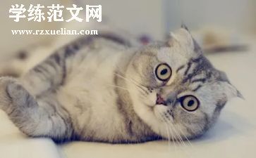 猫一课读后感推荐6篇