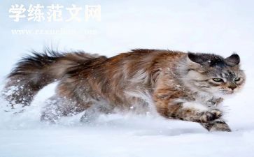 猫一课读后感通用7篇