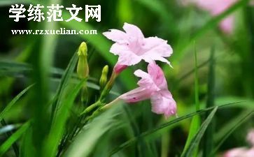 《草房子》心得体会通用6篇
