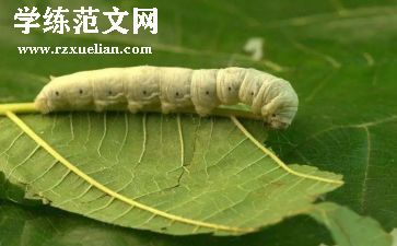 幼儿园大班有关蚕的教案最新5篇
