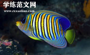 鳄鱼小班教案8篇
