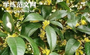 桂花宴作文最新5篇
