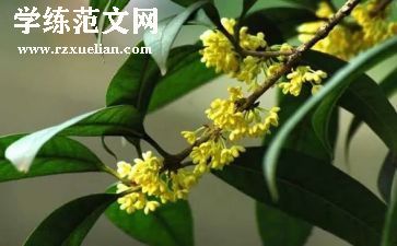 桂花宴作文模板8篇