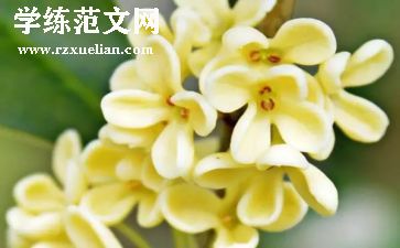 桂花宴作文优秀8篇