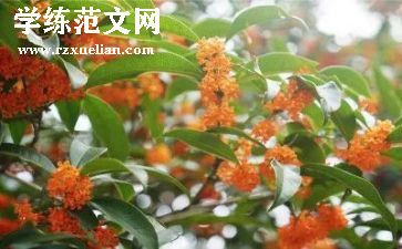 桂花宴作文通用8篇