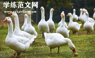 托班鹅的教案优秀5篇