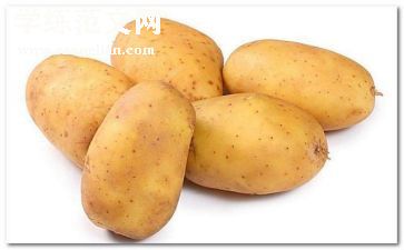 土豆的介绍作文7篇