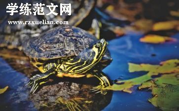 小乌龟看爷爷小班语言教案5篇
