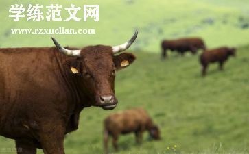 小蜗牛的教案模板5篇
