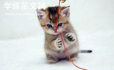 初一《猫》读后感参考7篇