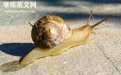 《小蜗牛》教学反思(汇总15篇)