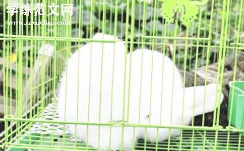 实用的儿歌《小兔子乖乖》教案3篇