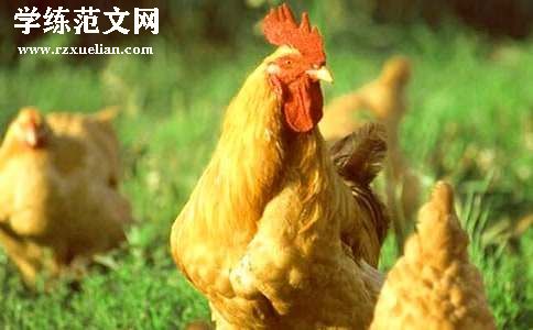 金鸡冠的公鸡教案范文汇总9篇
